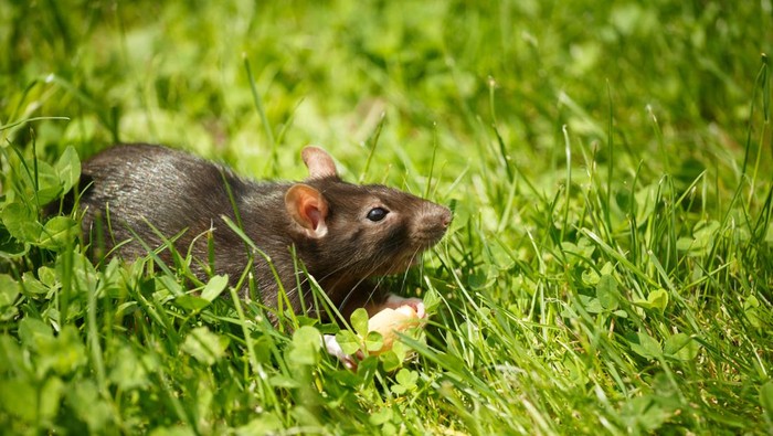 Penyakit yang disebabkan tikus sangat beragam. Penularannya bisa tejadi melalui kontak langsung atau melalui makanan yang telah terkontaminasi.