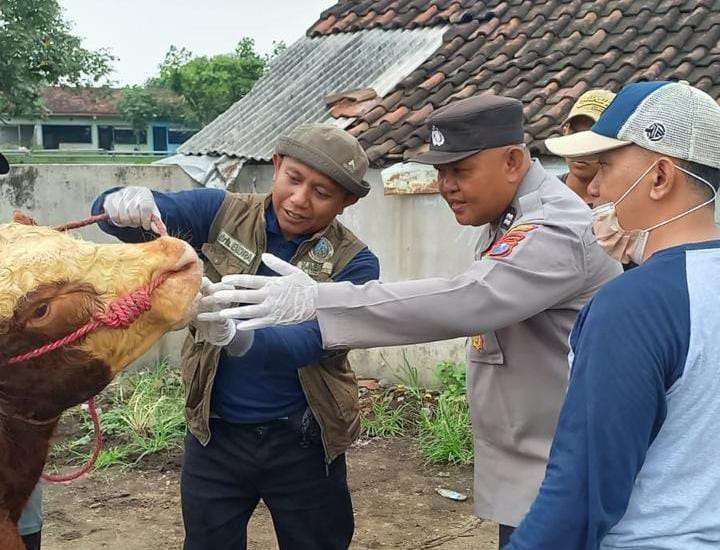 coronatalk.org, Lumajang: Pemerintah Kabupaten Lumajang Jawa Timur hingga saat ini terus menekan semakin meluasnya Penyakit Mulut dan Kuku (PMK).