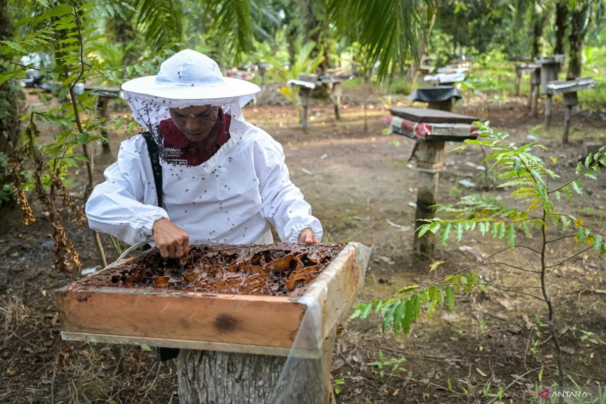 Jakarta - Garam dan madu bukan hanya sekadar bahan dapur biasa. Sejak lama, keduanya telah dimanfaatkan dalam pengobatan tradisional karena kandungan alami yang dipercaya mampu menunjang kesehatan tubuh. Kini, berbagai penelitian ilmiah pun menguatkan bahwa garam dan madu memiliki manfaat medis yang nyata.