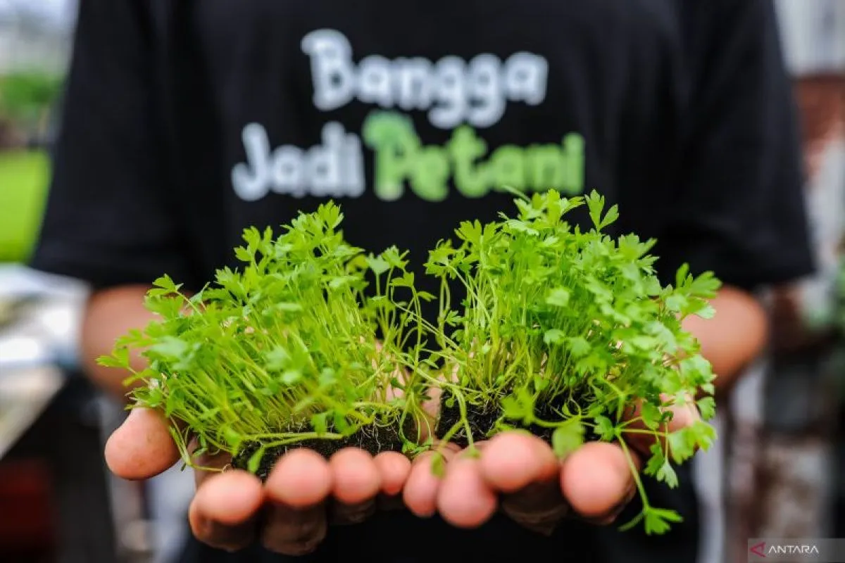 Jakarta - Daun seledri (Apium graveolens), yang kerap digunakan sebagai pelengkap masakan, ternyata menyimpan berbagai manfaat bagi kesehatan ginjal. Sayuran hijau ini telah lama dikenal dalam pengobatan tradisional sebagai bahan alami yang mendukung detoksifikasi tubuh, termasuk organ ginjal.