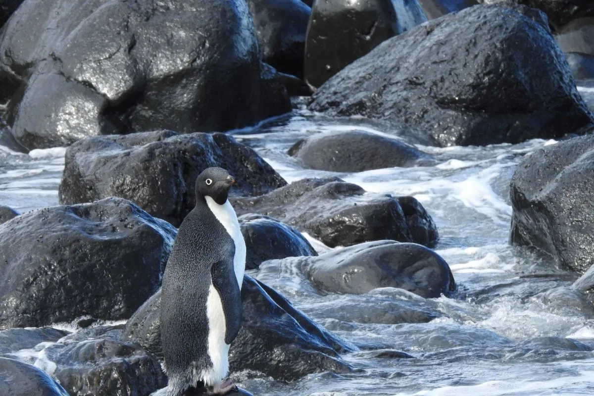 Wellington  - Cedera, infeksi, dan kelaparan merupakan penyebab utama kematian penguin khas Selandia Baru, menyoroti meningkatnya ancaman terhadap burung laut ikonik tersebut dan tantangan dalam memantau kesehatan mereka.