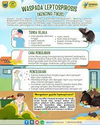 Leptospirosis adalah penyakit menular yang disebabkan oleh bakteri *Leptospira*, yang umumnya menyebar melalui urine hewan yang terinfeksi, terutama tikus. Penyakit ini bisa menular ke manusia melalui luka terbuka, kulit yang basah, atau selaput lendir saat bersentuhan dengan air atau tanah yang terkontaminasi urine hewan tersebut.